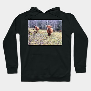 Scottish Highland Cattle Cows 2171 Hoodie